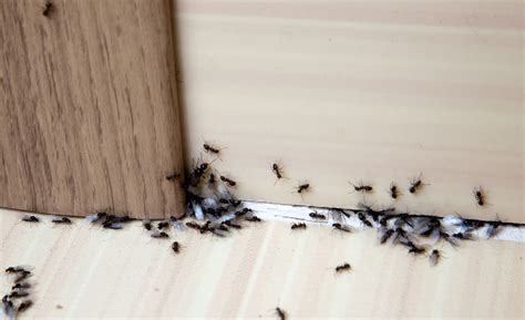 房間裡有螞蟻